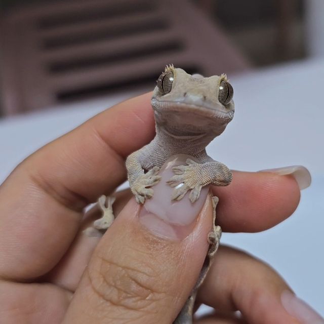 카푸치노