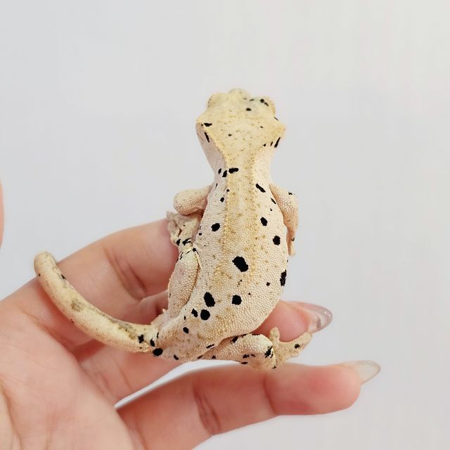 슈퍼달마시안