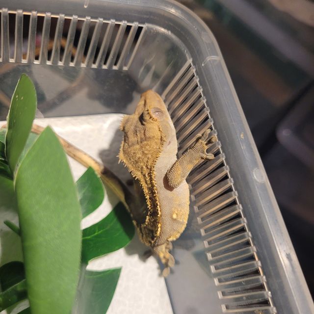 플레임 다크