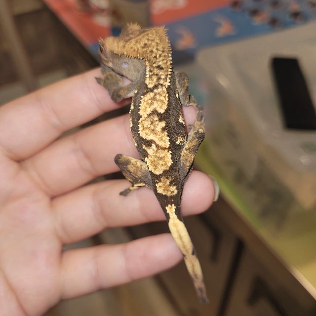 플레임 다크