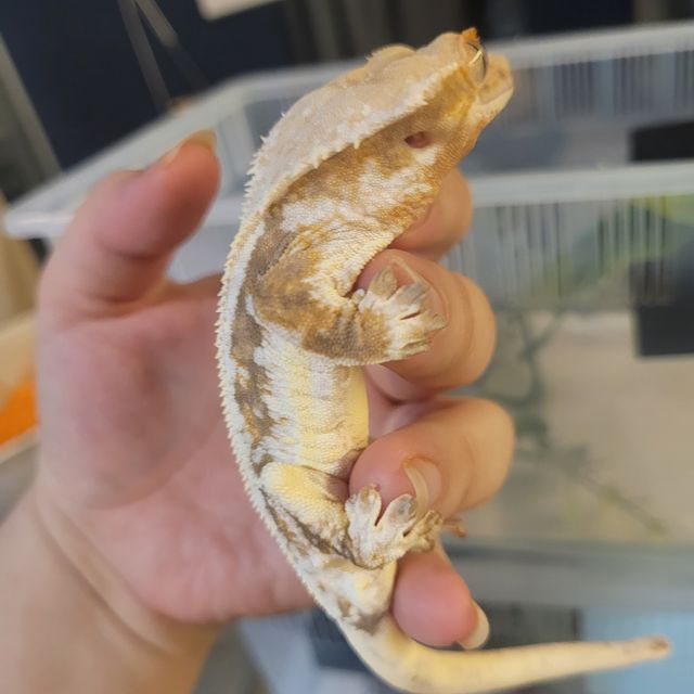 릴리화이트