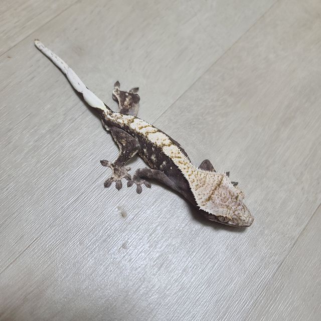 챠콜 노멀