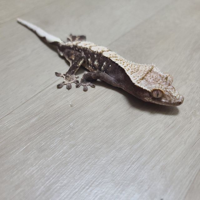 챠콜 노멀