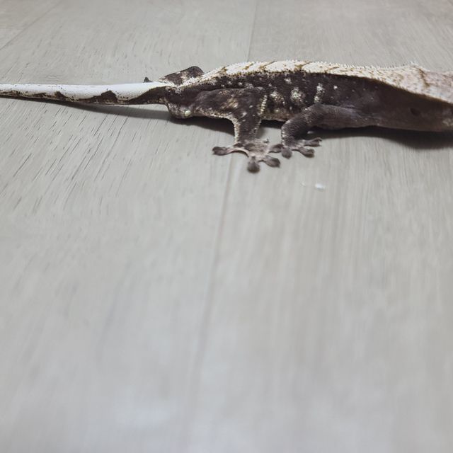 챠콜 노멀