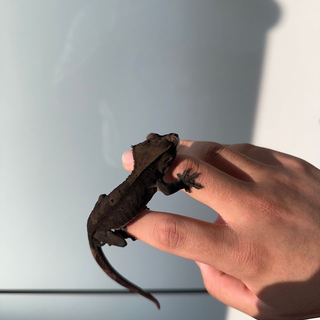 노멀 다크 RCK