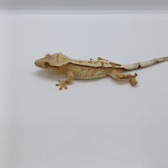 익스트림할리퀸 트라이