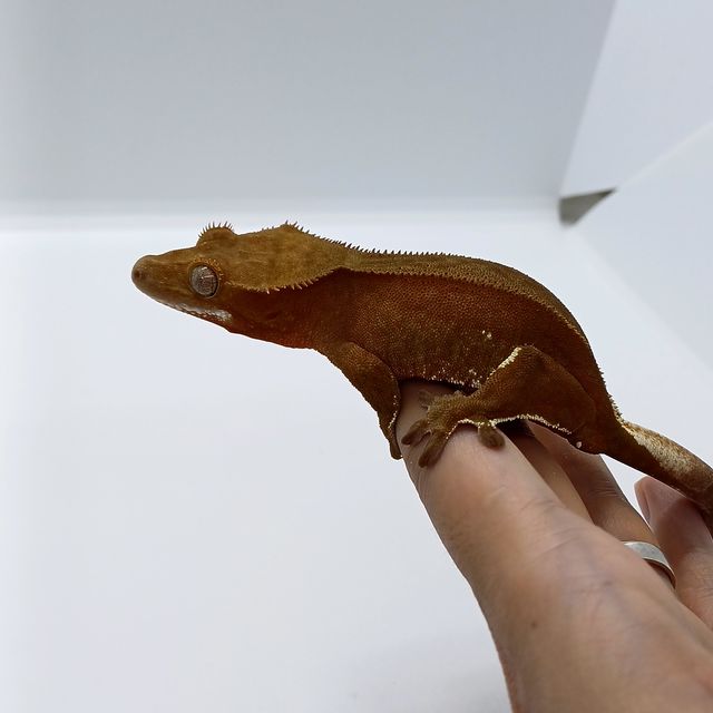 바이 레드 화이트스팟