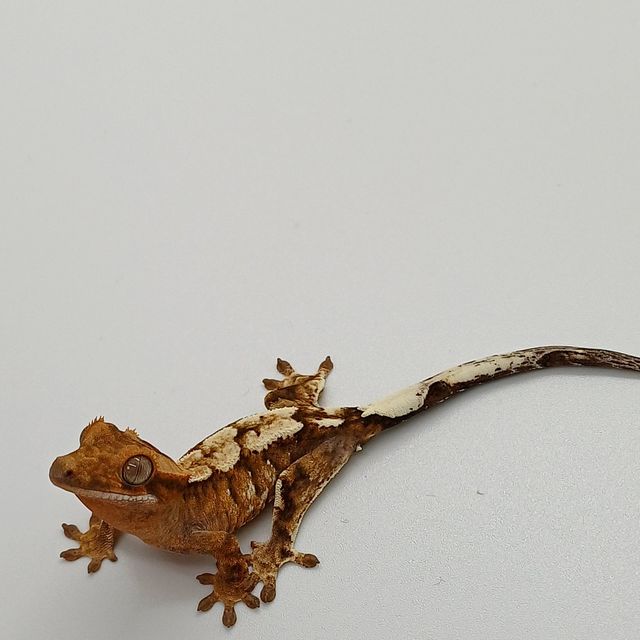 카푸치노 트라이