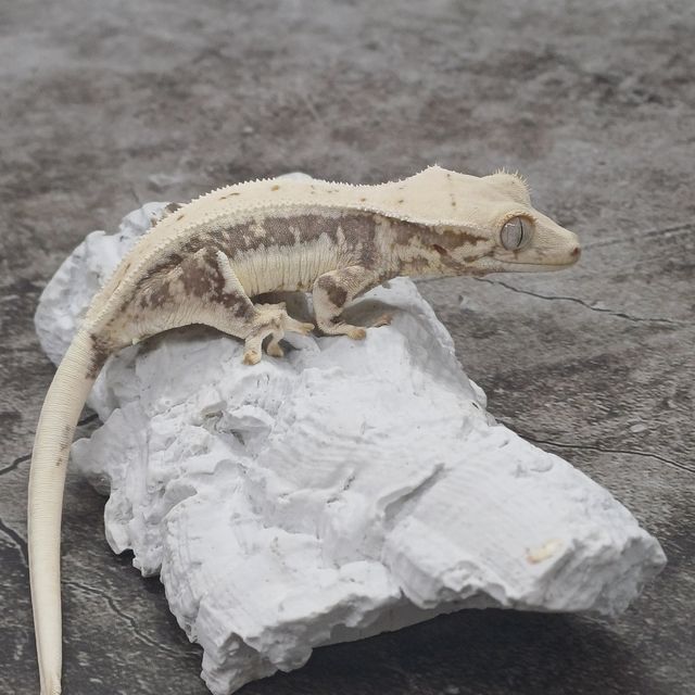 릴리화이트 트라이 드리피 풀핀 화이트핀