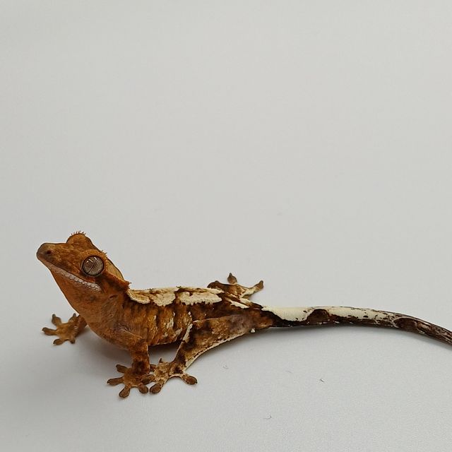카푸치노 트라이