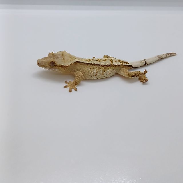 익스트림할리퀸 트라이