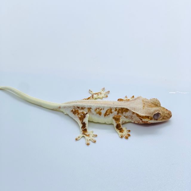 릴리화이트