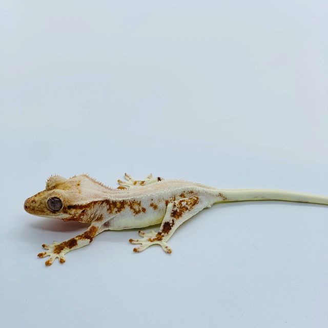 릴리화이트