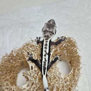 금멋