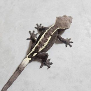 세이블 아잔틱