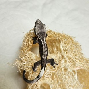 릴탄