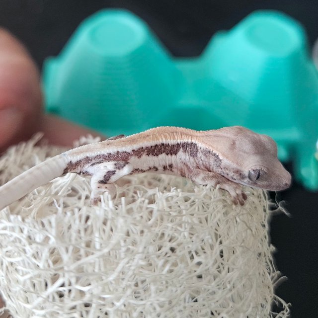 릴리 세이블 100%헷아잔틱