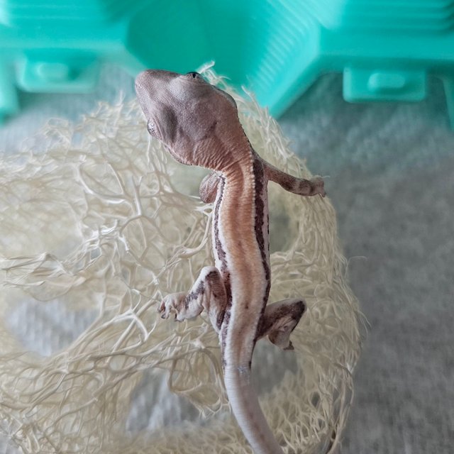 릴리 세이블 100%헷아잔틱