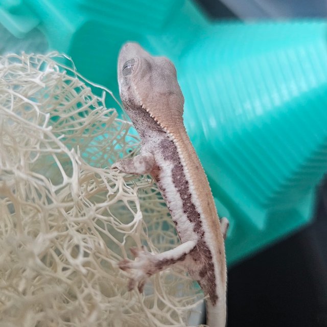 릴리 세이블 100%헷아잔틱