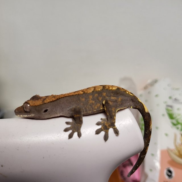 카푸치노 100%헷아잔틱