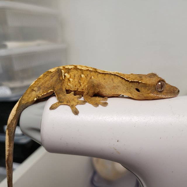 릴리100%헷아잔틱 노멀 100%헷아잔틱