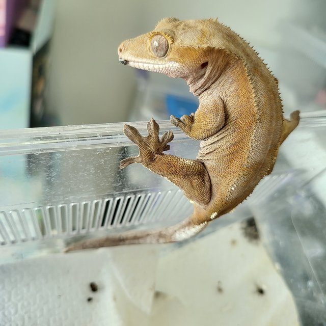 100%헷아잔틱 아잔틱