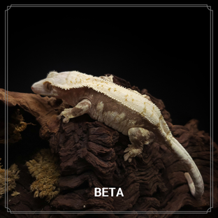 BETA