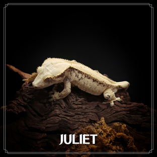 JULIET