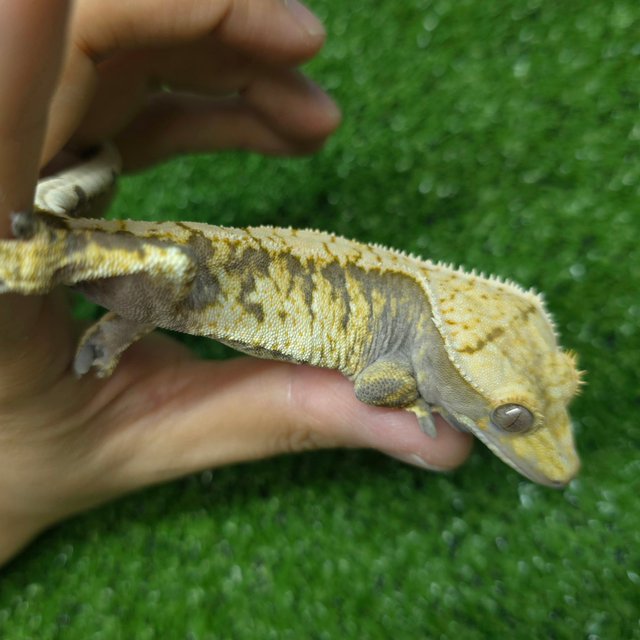 노멀 트라이 익스트림할리퀸 화이트스팟 옐로우