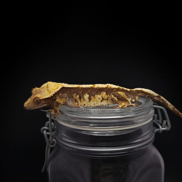 노멀 할리퀸 트라이
