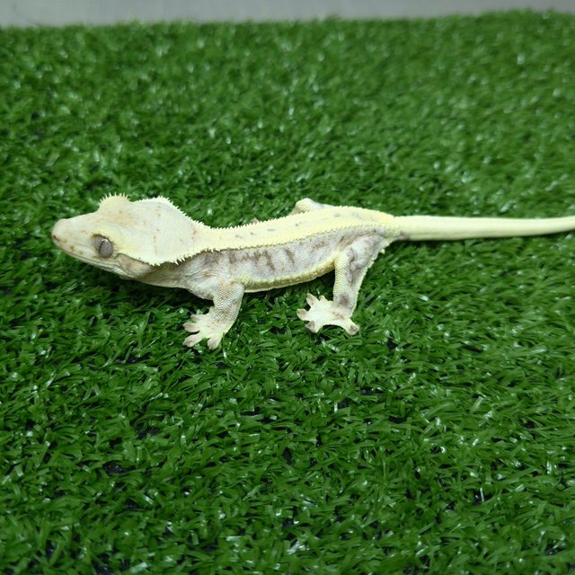 릴리화이트 화이트