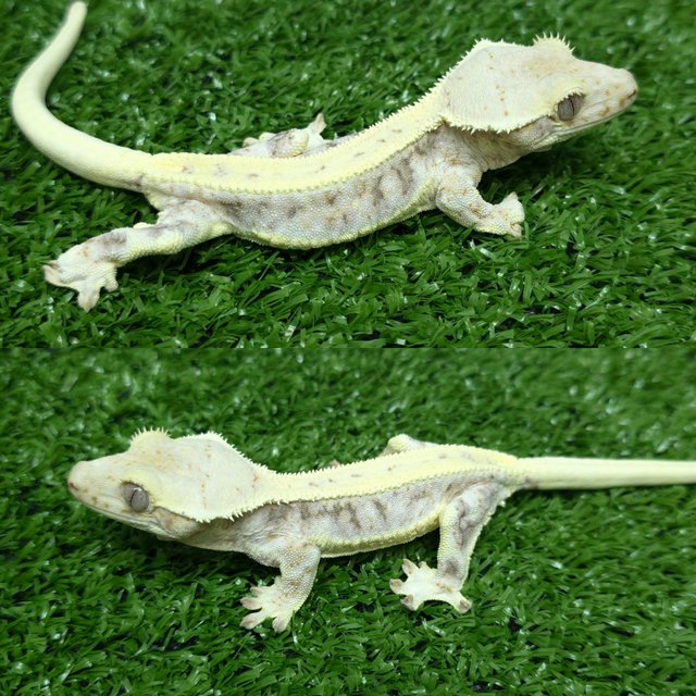 릴리화이트 화이트