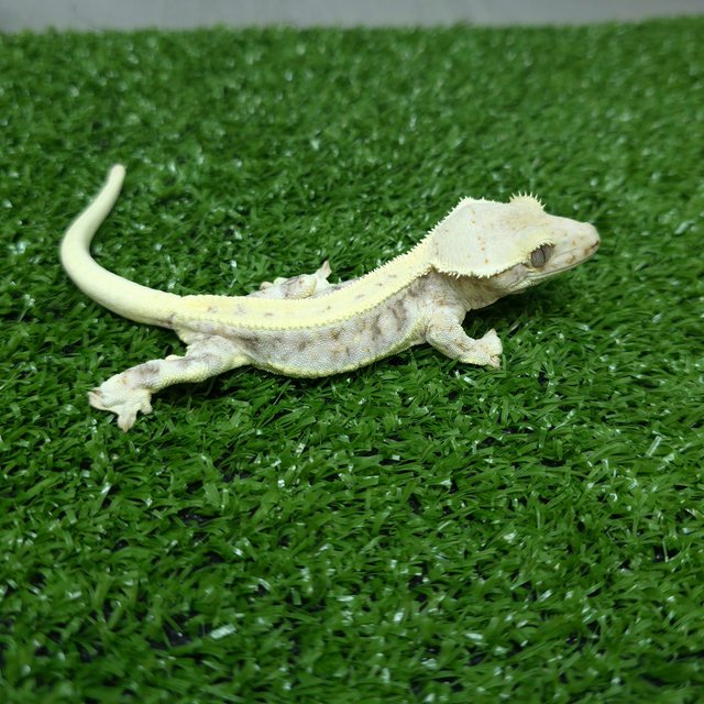 릴리화이트 화이트