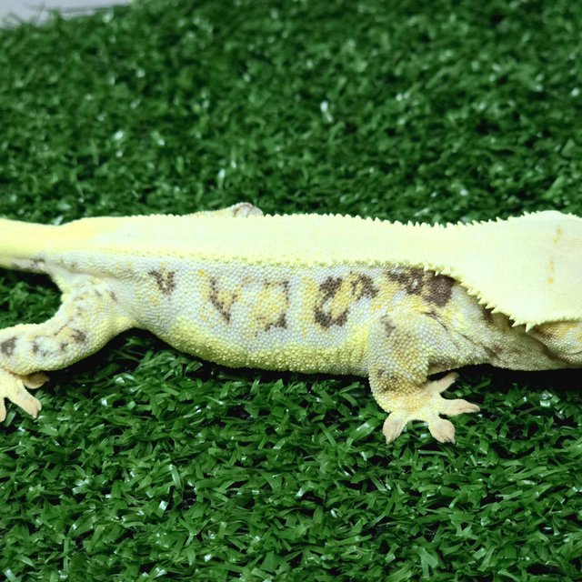 릴리화이트 화이트 트라이