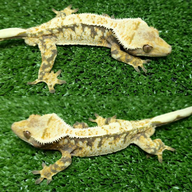 노멀 트라이 익스트림할리퀸 화이트스팟 드리피 옐로우