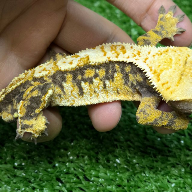 노멀 익스트림할리퀸 화이트스팟 트라이 옐로우