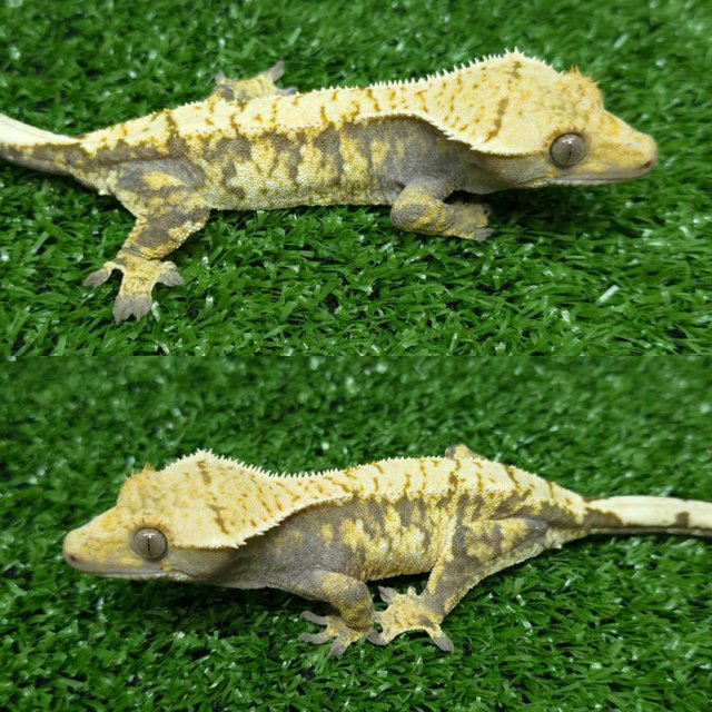 노멀 트라이 익스트림할리퀸 화이트스팟 옐로우