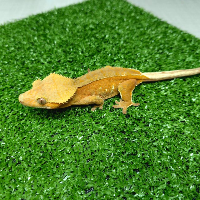 바이 레드 화이트포트홀