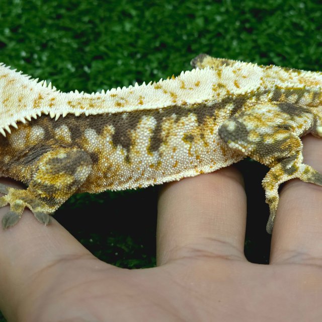 노멀 트라이 익스트림할리퀸 화이트스팟 드리피 옐로우