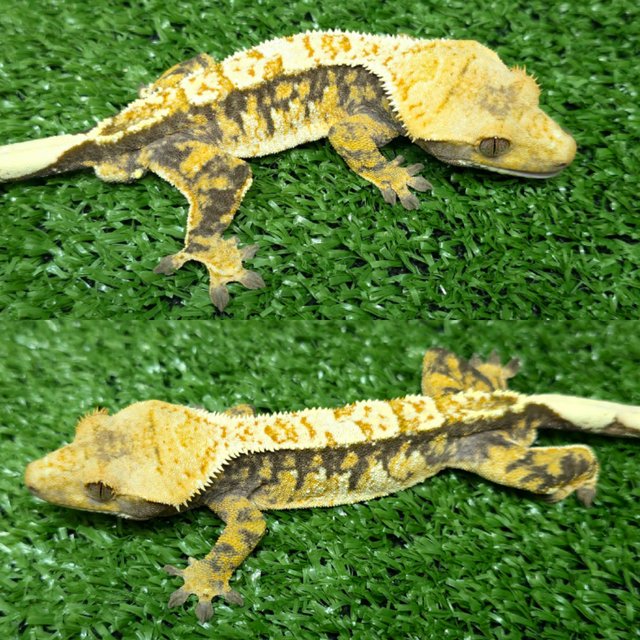 노멀 익스트림할리퀸 화이트스팟 트라이 옐로우