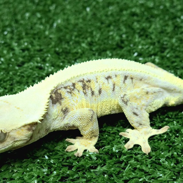 릴리화이트 화이트 트라이