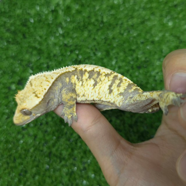 노멀 트라이 익스트림할리퀸 화이트스팟 옐로우