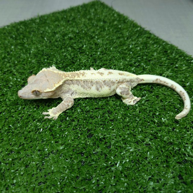 프라푸치노 카푸치노 릴리화이트