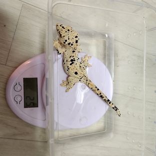 슈퍼달마시안