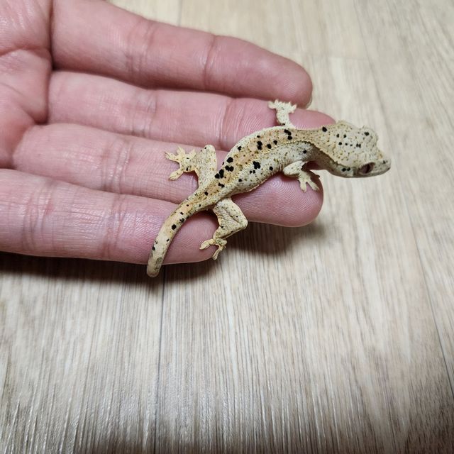 슈퍼달마시안