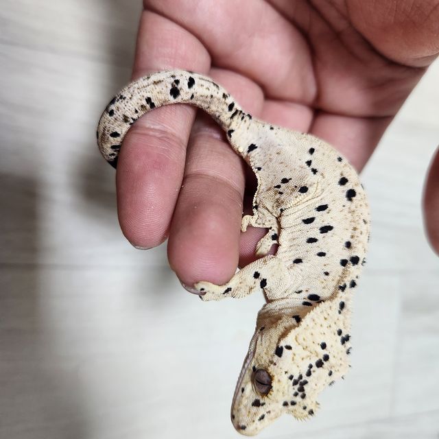 슈퍼달마시안