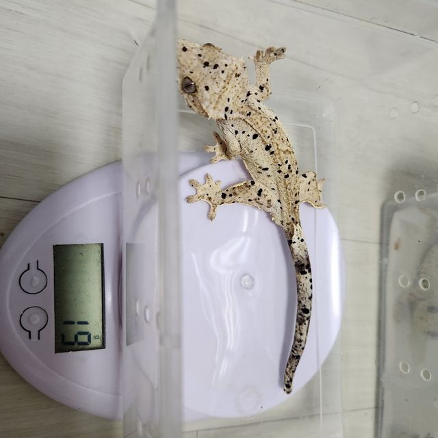 슈퍼달마시안