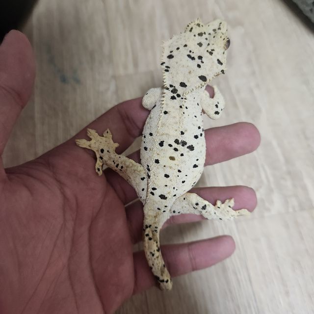 슈퍼달마시안