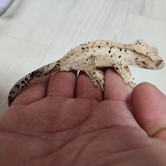 슈퍼달마시안