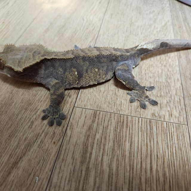 벅스킨 다크 화이트스팟 타이거